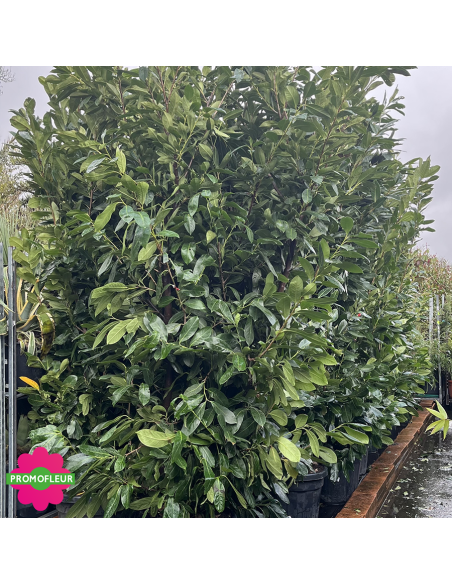 Laurier Palme (Prunus Laurocerasus) Hauteur 200/250 cm - Promofleur