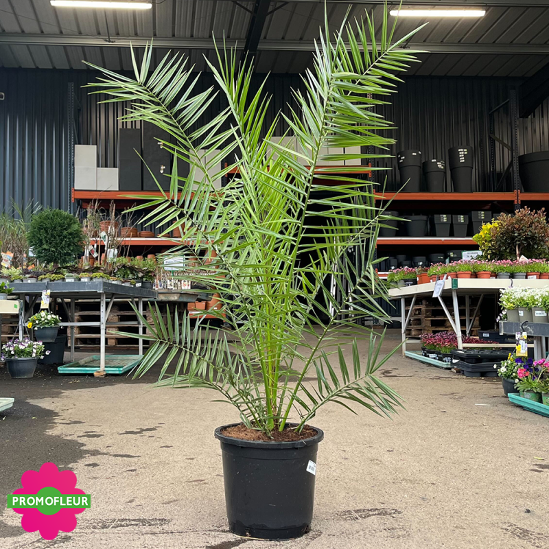 Palmier Phoenix Canarien Hauteur 100/125 cm - Promofleur
