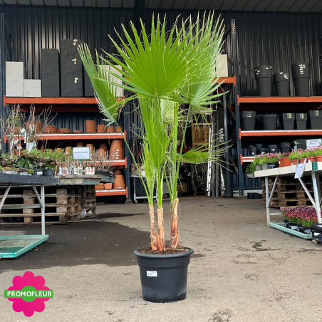 Palmier Washingtonia Filifera Hauteur 100/125 cm 3 stipes minimum