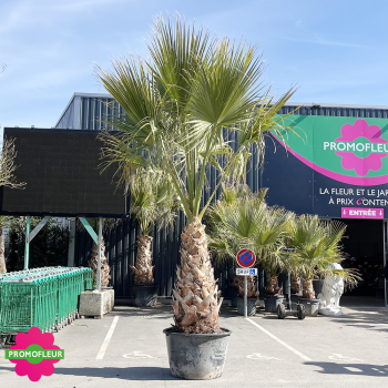Palmier Washingtonia Filifera Hauteur 250/300 cm - Stipe 130 cm - Promofleur