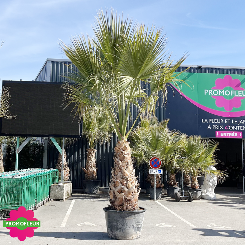 Palmier Washingtonia Filifera Hauteur 250/300 cm - Stipe 130 cm - Promofleur