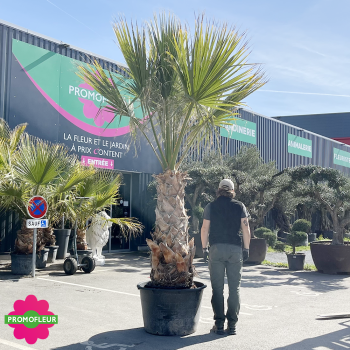 Palmier Washingtonia Filifera Hauteur 250/300 cm - Stipe 130 cm - Promofleur 2