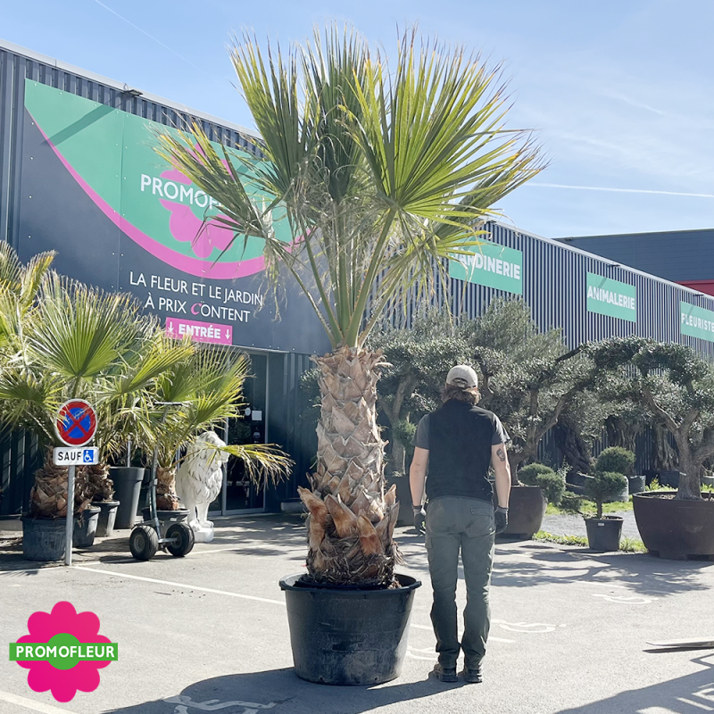 Palmier Washingtonia Filifera Hauteur 250/300 cm - Stipe 130 cm - Promofleur (comparatif taille)