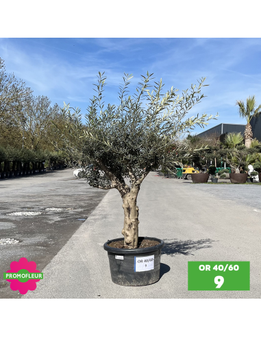 Olivier 40 - 60 ans ramifié Hauteur 175/200 cm - Promofleur (OR-40/60 - 9)