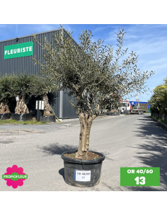 Parc d'oliviers 40 - 60 ans ramifiés Hauteur 200 cm - Promofleur