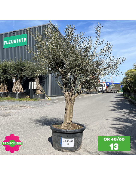 Olivier 40 - 60 ans ramifié Hauteur 175/200 cm - Promofleur (OR-40/60 - 13)
