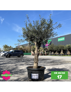 Parc d'oliviers 40 - 60 ans ramifiés Hauteur 200 cm - Promofleur