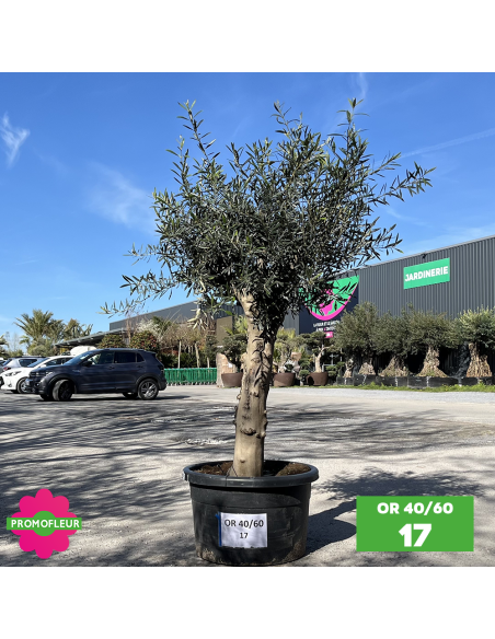 Olivier 40 - 60 ans ramifié Hauteur 175/200 cm - Promofleur (OR-40/60 - 17)