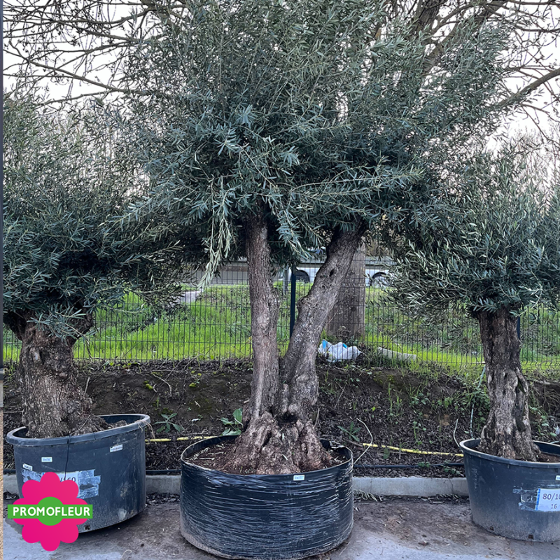 Olivier ramifié Extra 140/60 (Feuillage dense) - Promofleur (2)