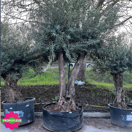 Olivier ramifié Extra 140/60 (Feuillage dense) - Promofleur (2)