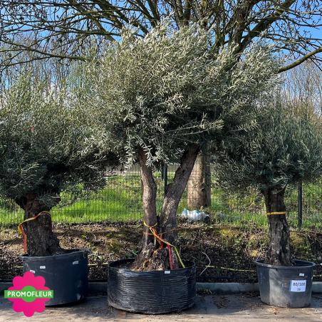 Olivier ramifié Extra 140/60 (Feuillage dense) - Promofleur (1)