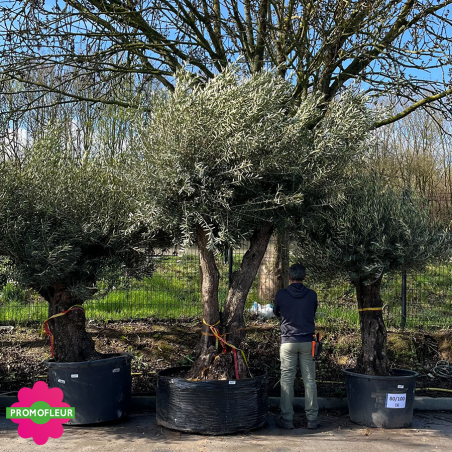 Olivier ramifié Extra 140/60 (Feuillage dense) - Promofleur (comparatif taille)