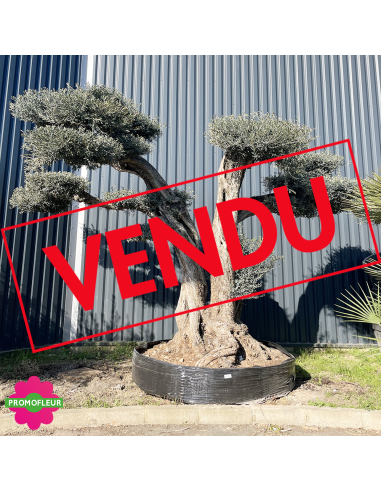 Olivier plateau Pe440r hauteur 300/350 cm feuillage taillé en nuages