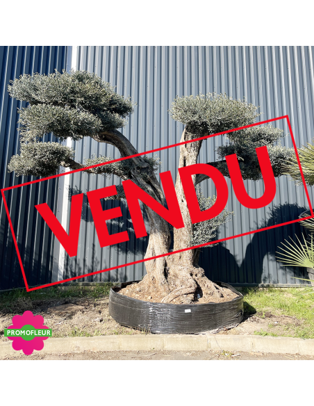 Olivier plateau Pe440r hauteur 300/350 cm feuillage taillé en nuages