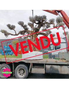Olivier plateau T90 hauteur 350 cm feuillage taillé en nuages - Promofleur