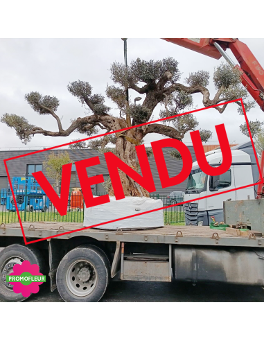 Olivier plateau T90 hauteur 350 cm feuillage taillé en nuages - Promofleur