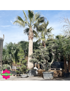 Palmier Washingtonia Filifera Stipe 440 cm - Promofleur (1)