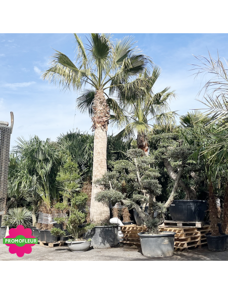 Palmier Washingtonia Filifera Stipe 440 cm - Promofleur (1)
