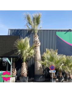 Palmier Washingtonia Filifera Stipe 440 cm - Promofleur (1) 2