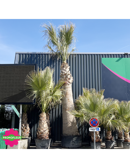 Palmier Washingtonia Filifera Stipe 440 cm - Promofleur (2)