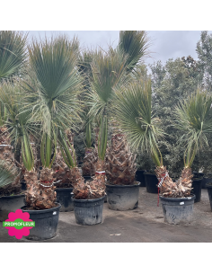 Palmier Washingtonia Filifera Hauteur 250 cm Double Troncs - Promofleur