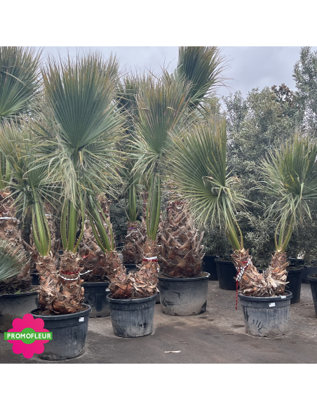Palmier Washingtonia Filifera Hauteur 250 cm Double Troncs - Promofleur