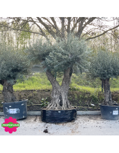 Olivier ramifié Extra 180/200 (Feuillage dense) - Promofleur (1) 2