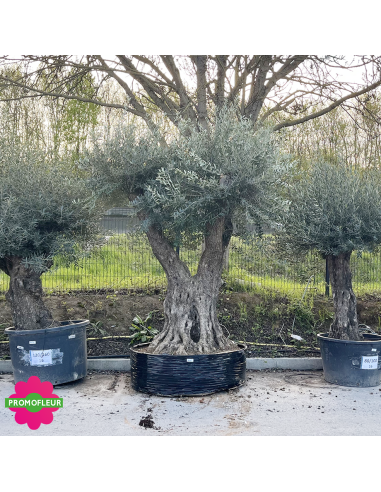 Olivier ramifié Extra 180/200 (Feuillage dense) - Promofleur (2)