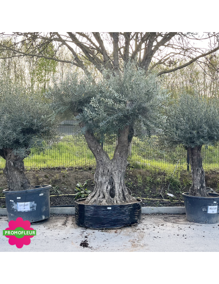 Olivier ramifié Extra 180/200 (Feuillage dense) - Promofleur (2)