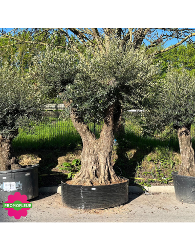 Olivier ramifié Extra 180/200 (Feuillage dense) - Promofleur (1)