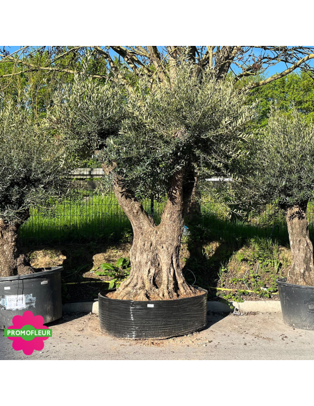 Olivier ramifié Extra 180/200 (Feuillage dense) - Promofleur (1)