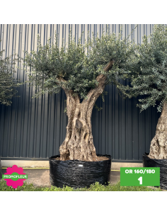 Olivier ramifié Extra 160/180 (Feuillage dense) - Promofleur (1)