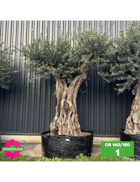 Olivier ramifié Extra 160/180 (Feuillage dense) - Promofleur (1)