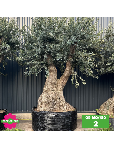 Olivier ramifié Extra 160/180 (Feuillage dense) - Promofleur (2)