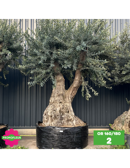 Olivier ramifié Extra 160/180 (Feuillage dense) - Promofleur (2)