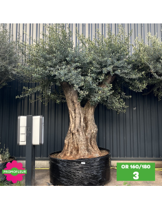 Olivier ramifié Extra 160/180 (Feuillage dense) - Promofleur (3)