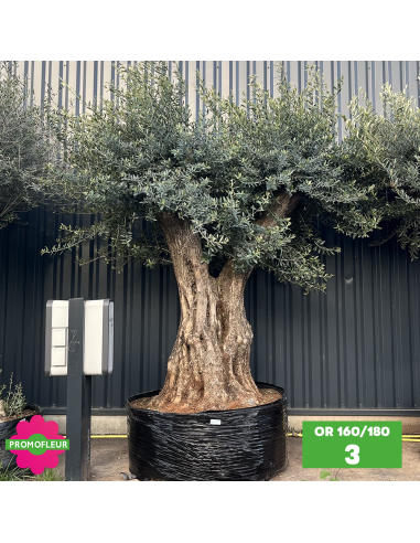 Olivier ramifié Extra 160/180 (Feuillage dense) - Promofleur (3)