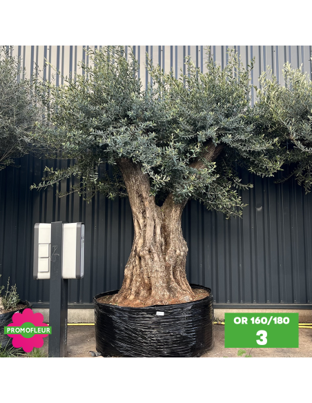 Olivier ramifié Extra 160/180 (Feuillage dense) - Promofleur (3)