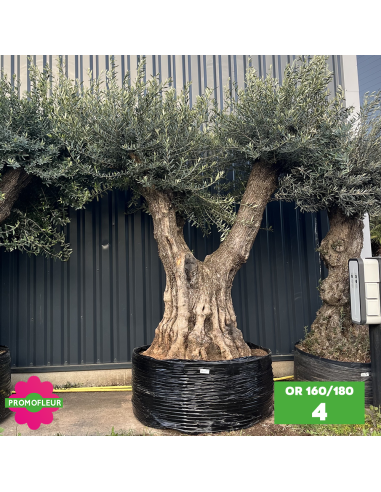 Olivier ramifié Extra 160/180 (Feuillage dense) - Promofleur (4)