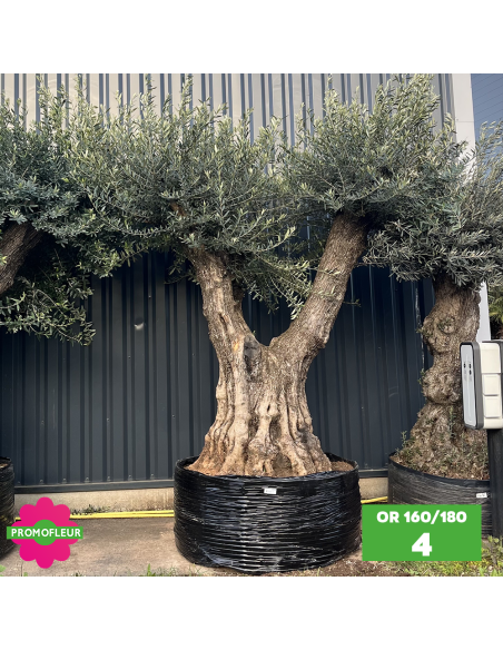 Olivier ramifié Extra 160/180 (Feuillage dense) - Promofleur (4)