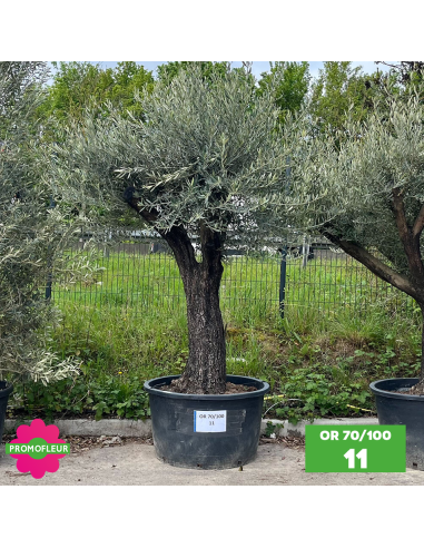 Olivier 70 - 100 ans ramifié Hauteur 200 cm - Choix 1 (OR 70-100 / 11)