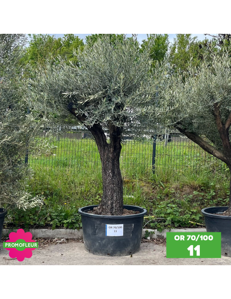Olivier 70 - 100 ans ramifié Hauteur 200 cm - Choix 1 (OR 70-100 / 11)