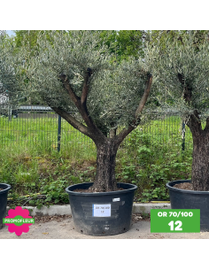 Olivier 70 - 100 ans ramifié Hauteur 200 cm - Choix 1 (OR 70-100 / 12)