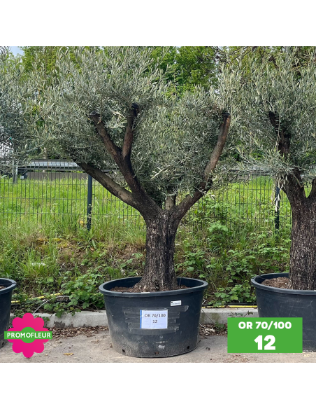 Olivier 70 - 100 ans ramifié Hauteur 200 cm - Choix 1 (OR 70-100 / 12)