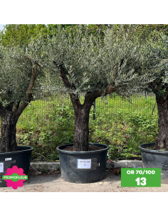 Olivier 70 - 100 ans ramifié Hauteur 200 cm - Choix 1 (OR 70-100 / 13)