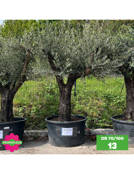 Olivier 70 - 100 ans ramifié Hauteur 200 cm - Choix 1 (OR 70-100 / 13)