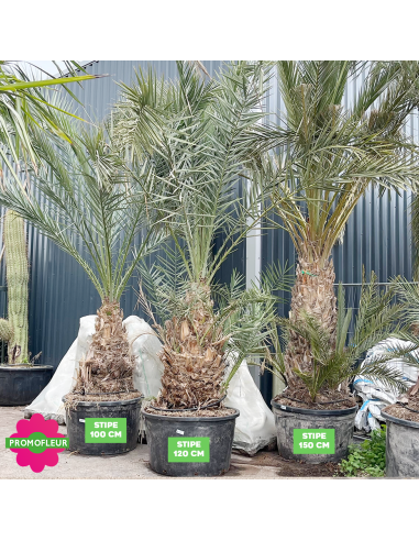 Palmier Phoenix Dattier 'Dactylifera' Stipe 100/120/150 cm - Promofleur