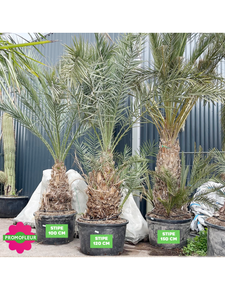 Palmier Phoenix Dattier 'Dactylifera' Stipe 100/120/150 cm - Promofleur