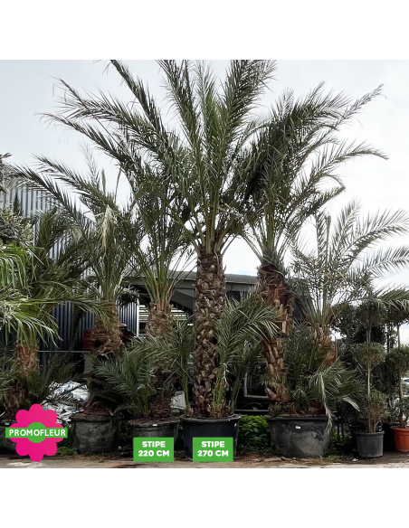 Palmier Phoenix Dattier 'Dactylifera' Stipe220/270 cm - Promofleur