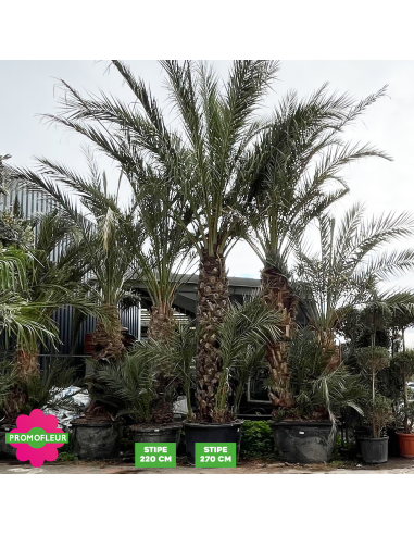 Palmier Phoenix Dattier 'Dactylifera' Stipe220/270 cm - Promofleur